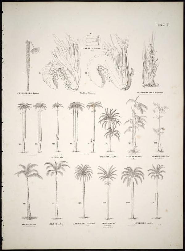 Botanical specimen of Chamaedorea Schiedeana.