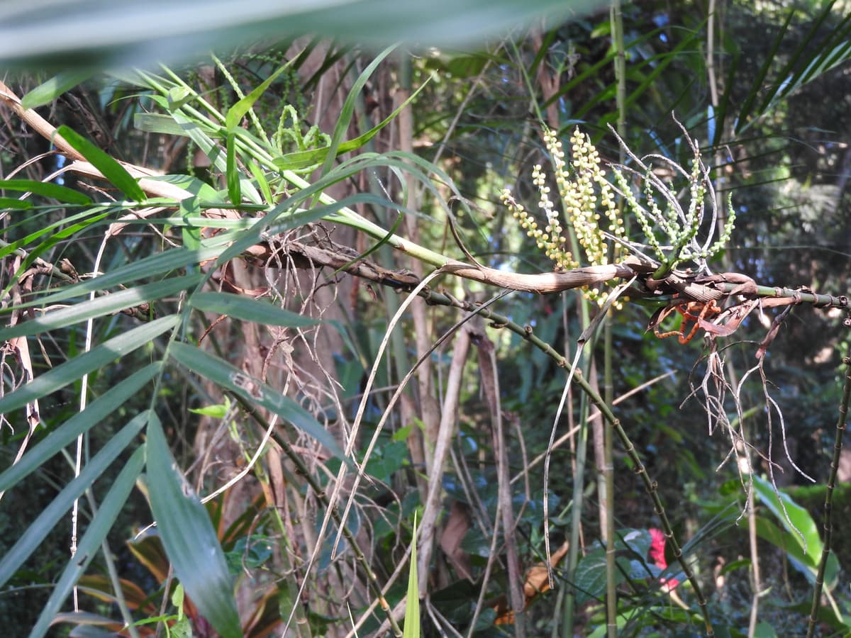 Botanical specimen of Chamaedorea Seifrizii.
