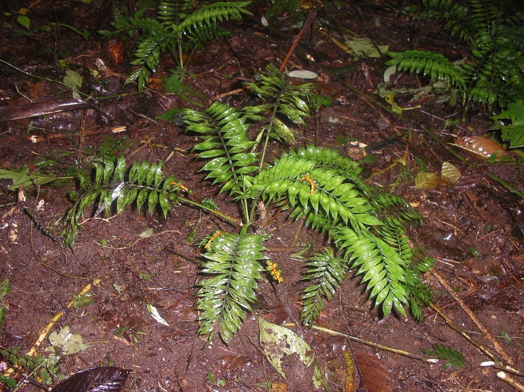 Botanical specimen of Chamaedorea Stenocarpa.