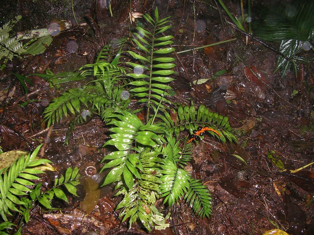 Botanical specimen of Chamaedorea Stenocarpa.