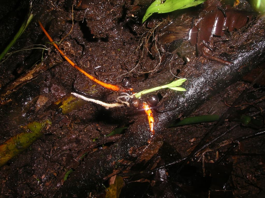 Botanical specimen of Chamaedorea Stenocarpa.