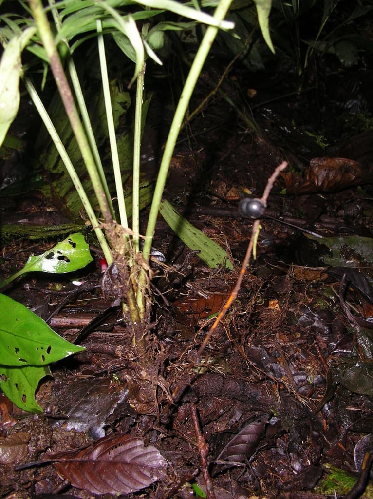 Botanical specimen of Chamaedorea Stenocarpa.