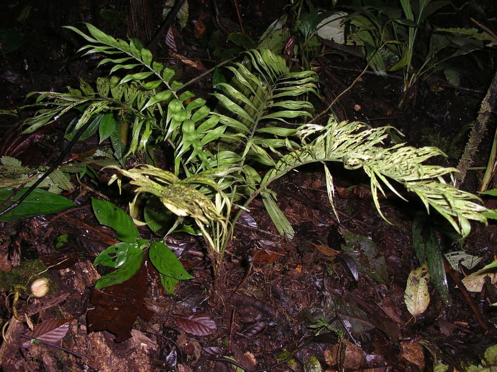 Botanical specimen of Chamaedorea Stenocarpa.