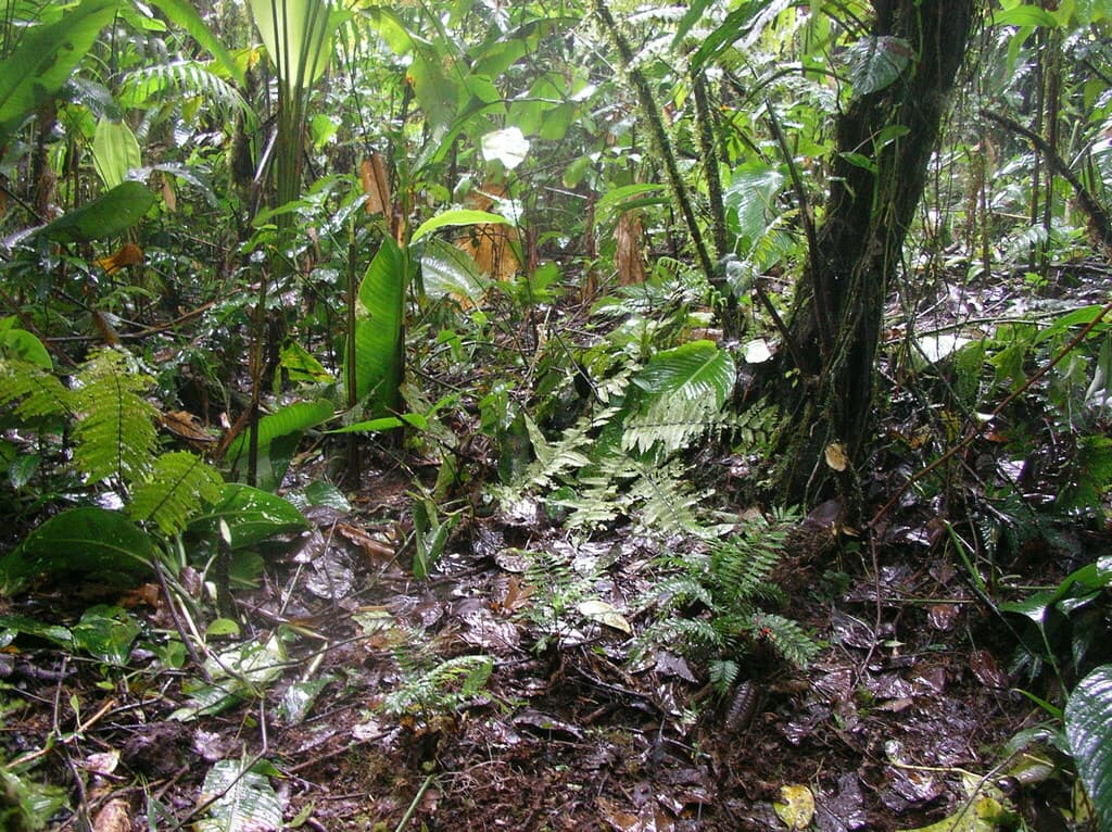 Botanical specimen of Chamaedorea Stenocarpa.