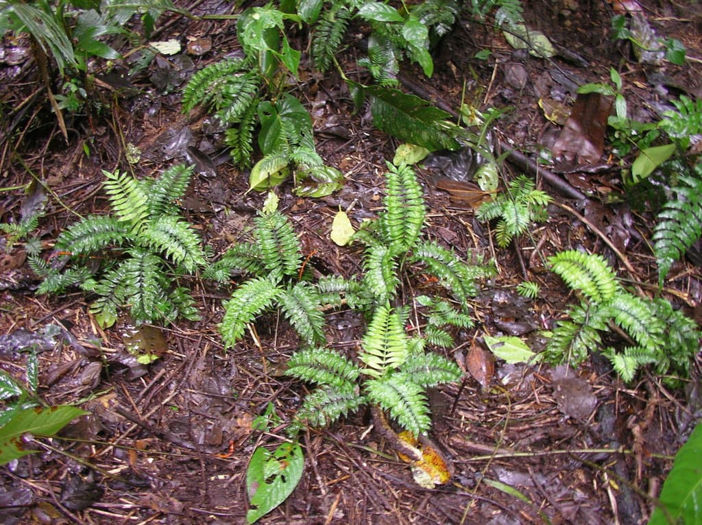 Botanical specimen of Chamaedorea Stenocarpa.