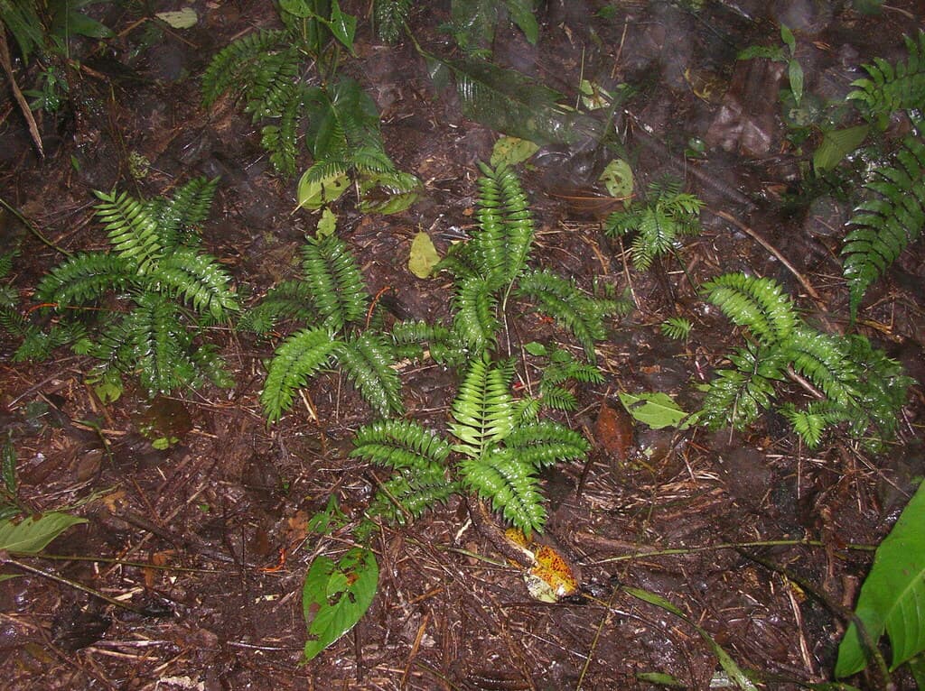 Botanical specimen of Chamaedorea Stenocarpa.