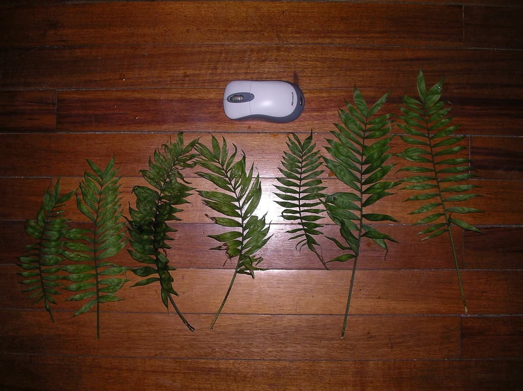 Botanical specimen of Chamaedorea Stenocarpa.