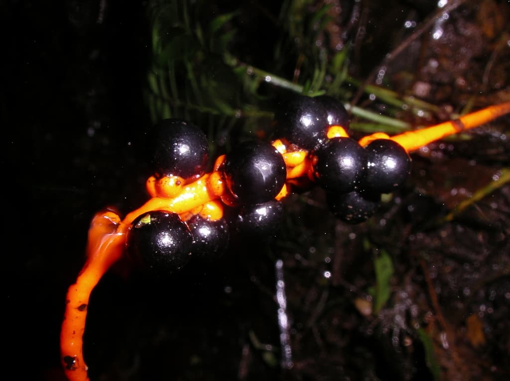 Botanical specimen of Chamaedorea Stenocarpa.
