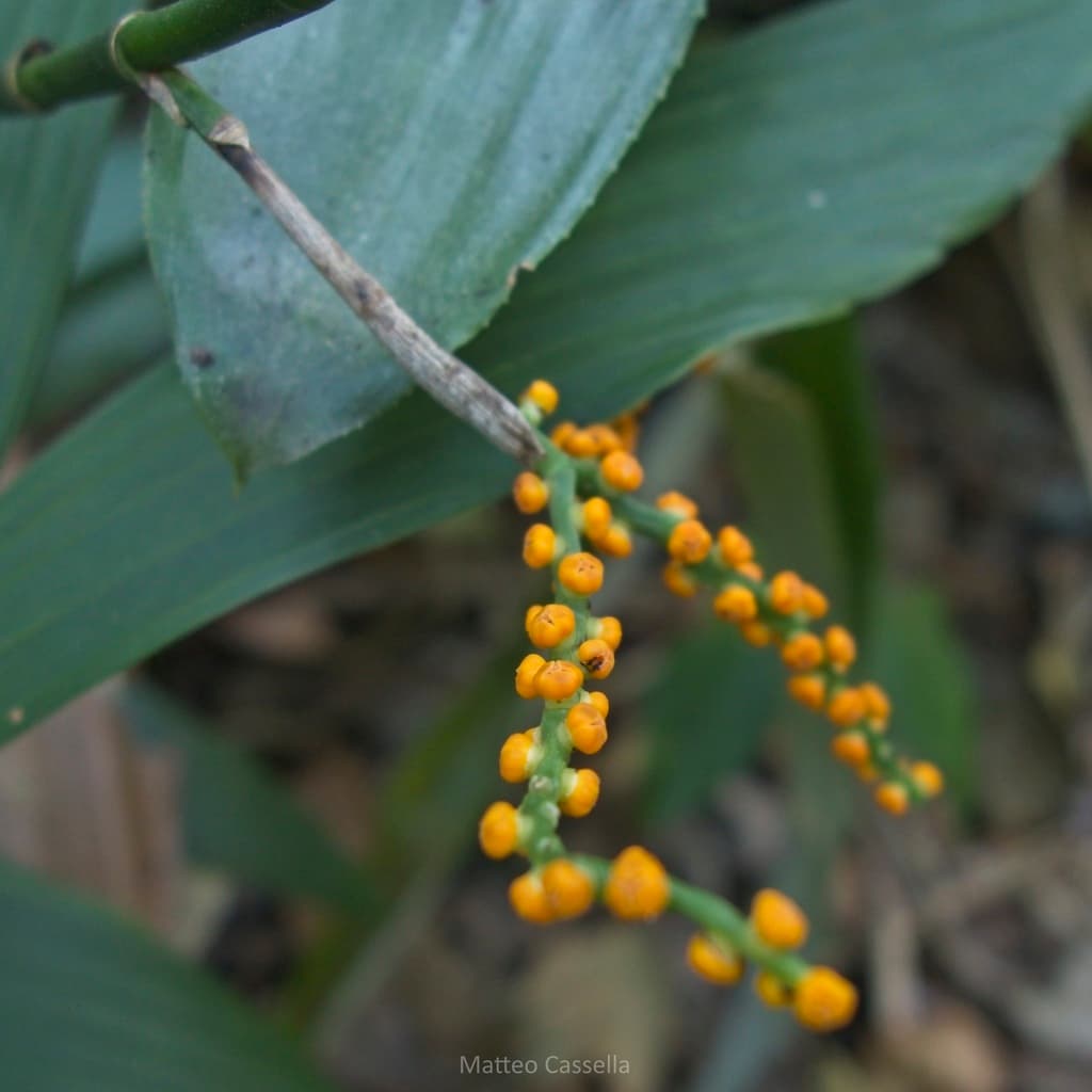 Botanical specimen of Chamaedorea Stolonifera.