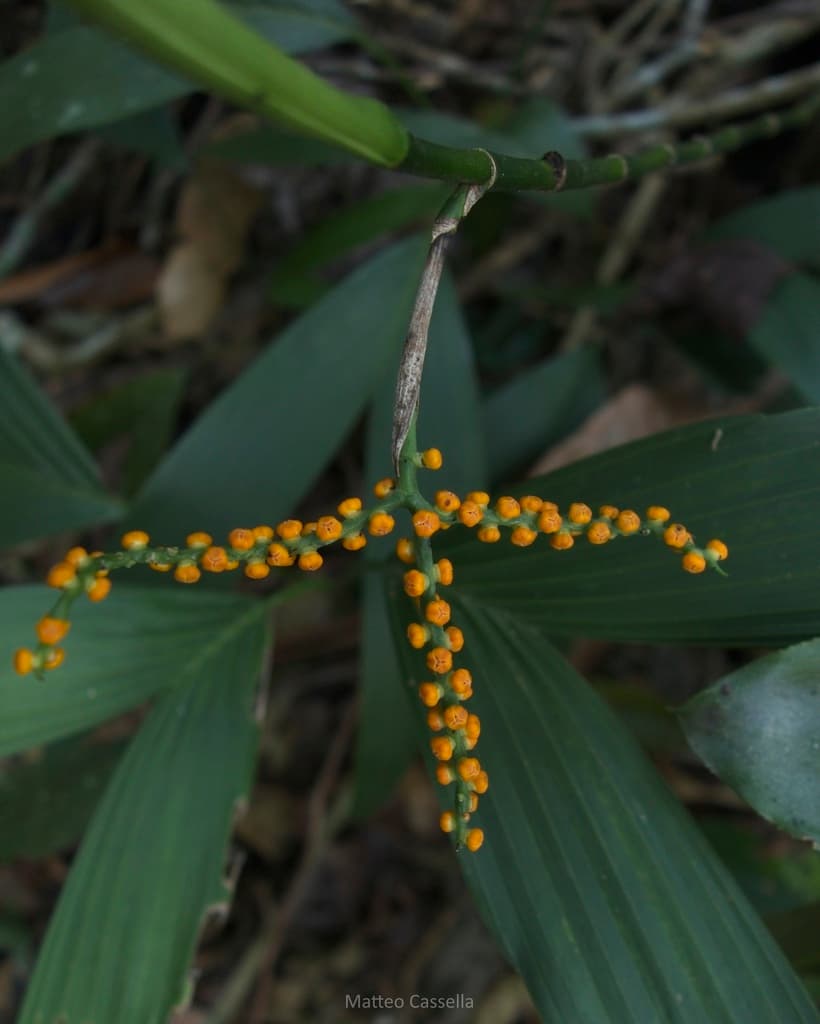Botanical specimen of Chamaedorea Stolonifera.