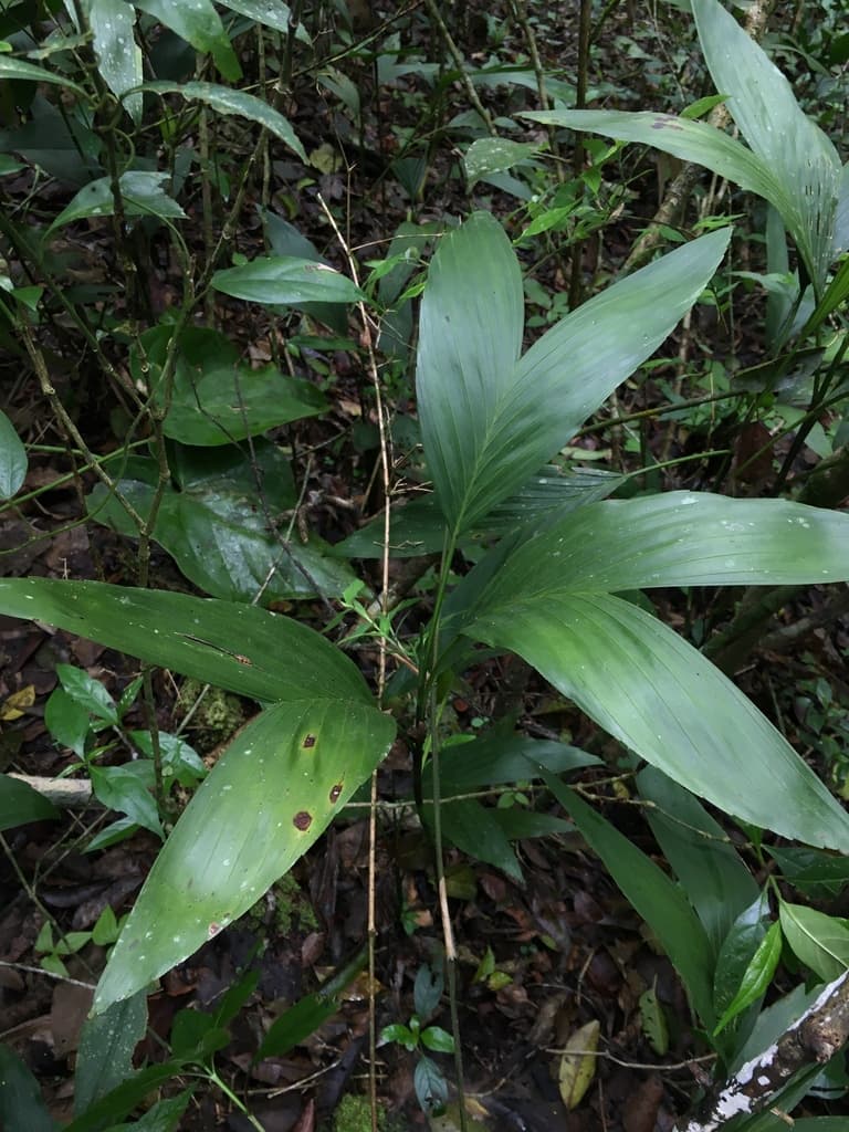 Botanical specimen of Chamaedorea Stolonifera.