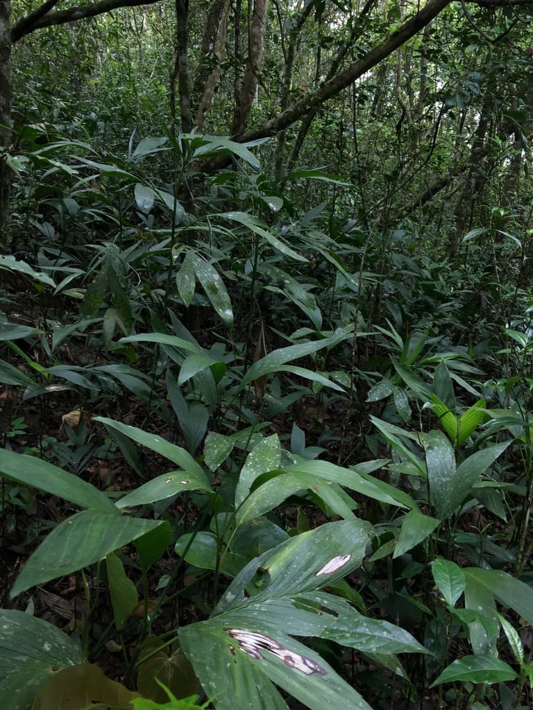 Botanical specimen of Chamaedorea Stolonifera.