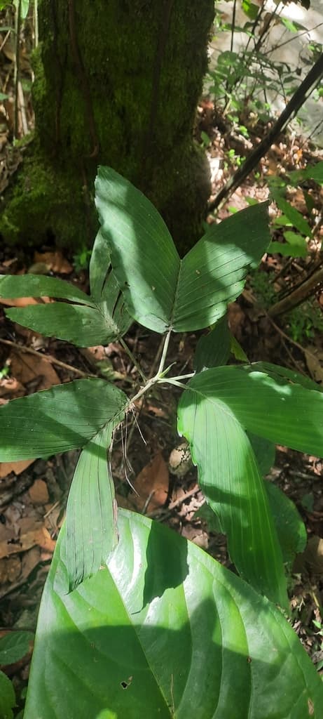Botanical specimen of Chamaedorea Tenerrima.