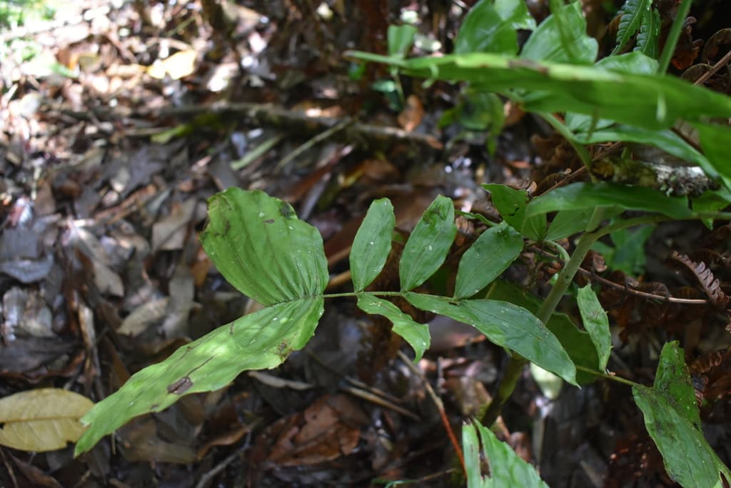 Botanical specimen of Chamaedorea Tenerrima.