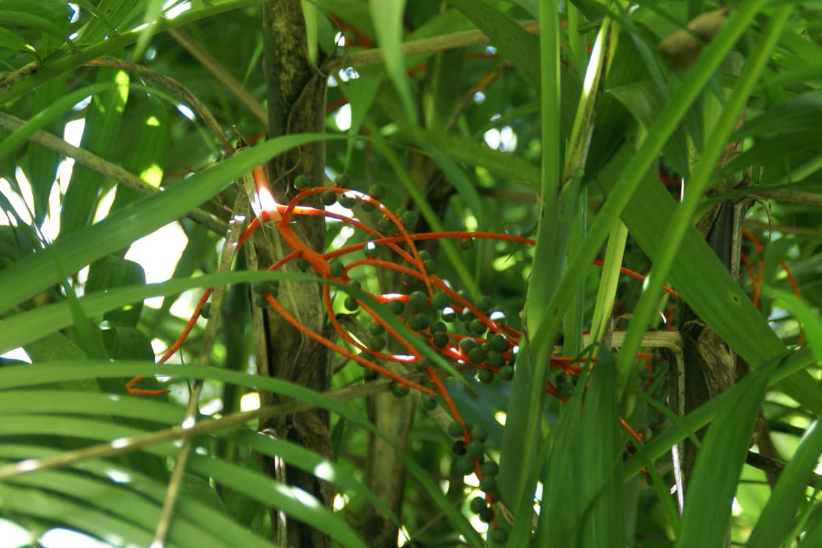 Botanical specimen of Chamaedorea Tepejilote.