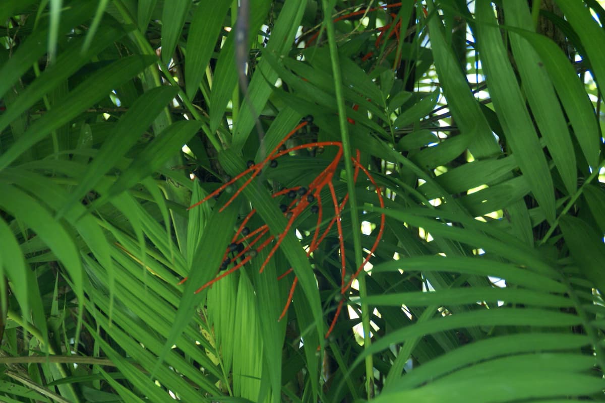 Botanical specimen of Chamaedorea Tepejilote.