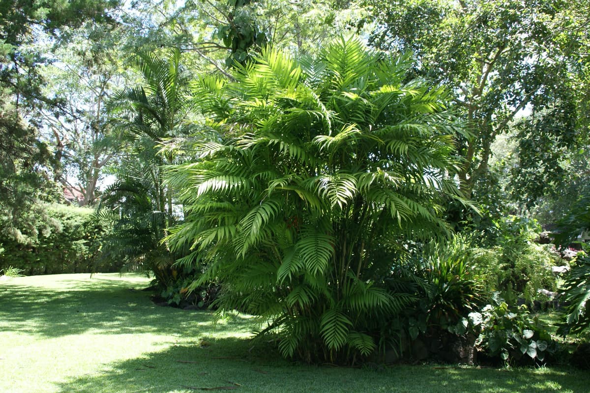 Botanical specimen of Chamaedorea Tepejilote.