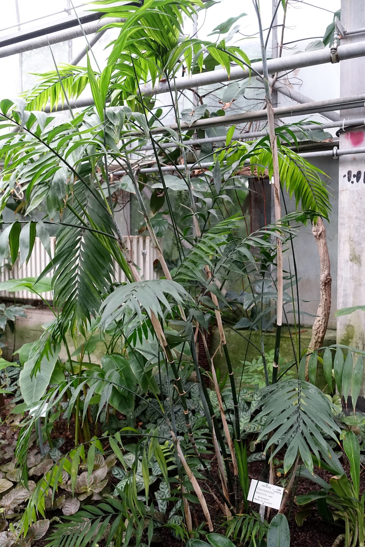 Botanical specimen of Chamaedorea Tepejilote.