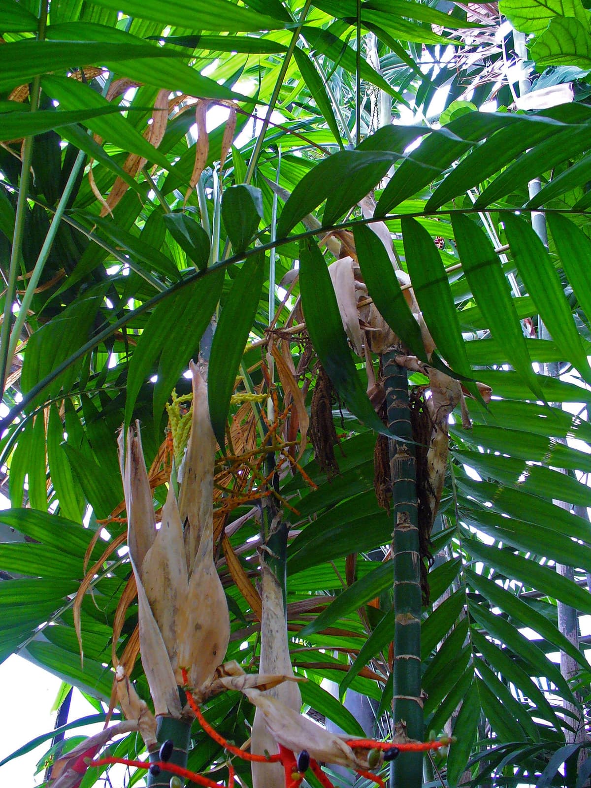Botanical specimen of Chamaedorea Tepejilote.