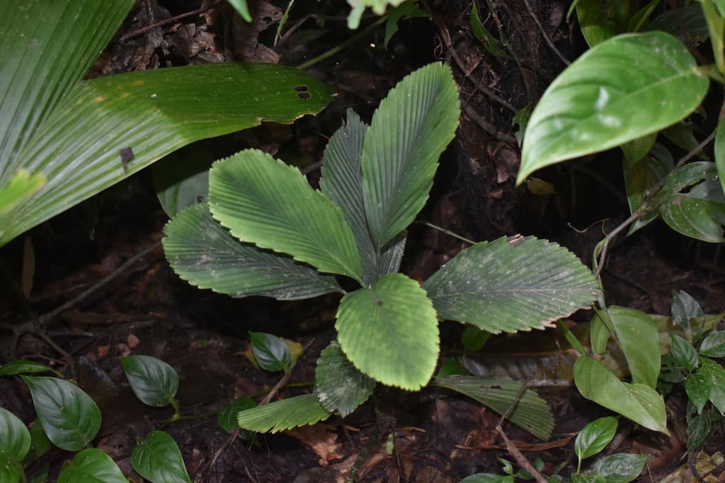 Botanical specimen of Chamaedorea Tuerckheimii.