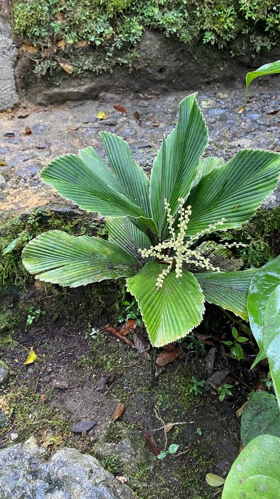 Botanical specimen of Chamaedorea Tuerckheimii.