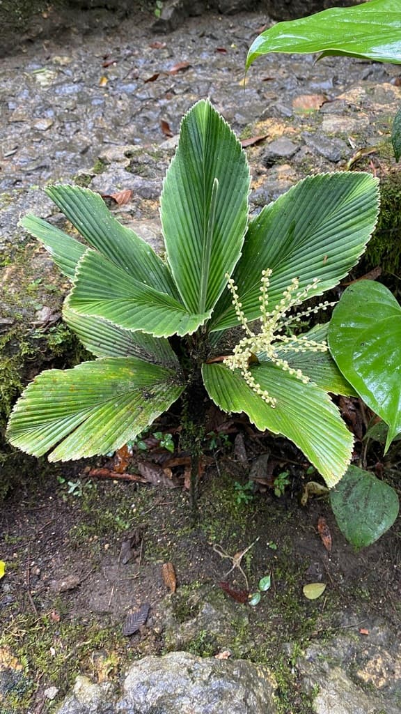 Botanical specimen of Chamaedorea Tuerckheimii.