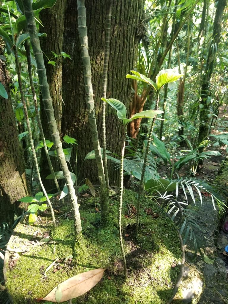 Botanical specimen of Chamaedorea Tuerckheimii.