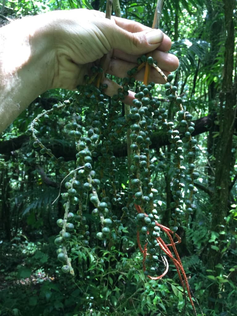 Botanical specimen of Chamaedorea Woodsoniana.