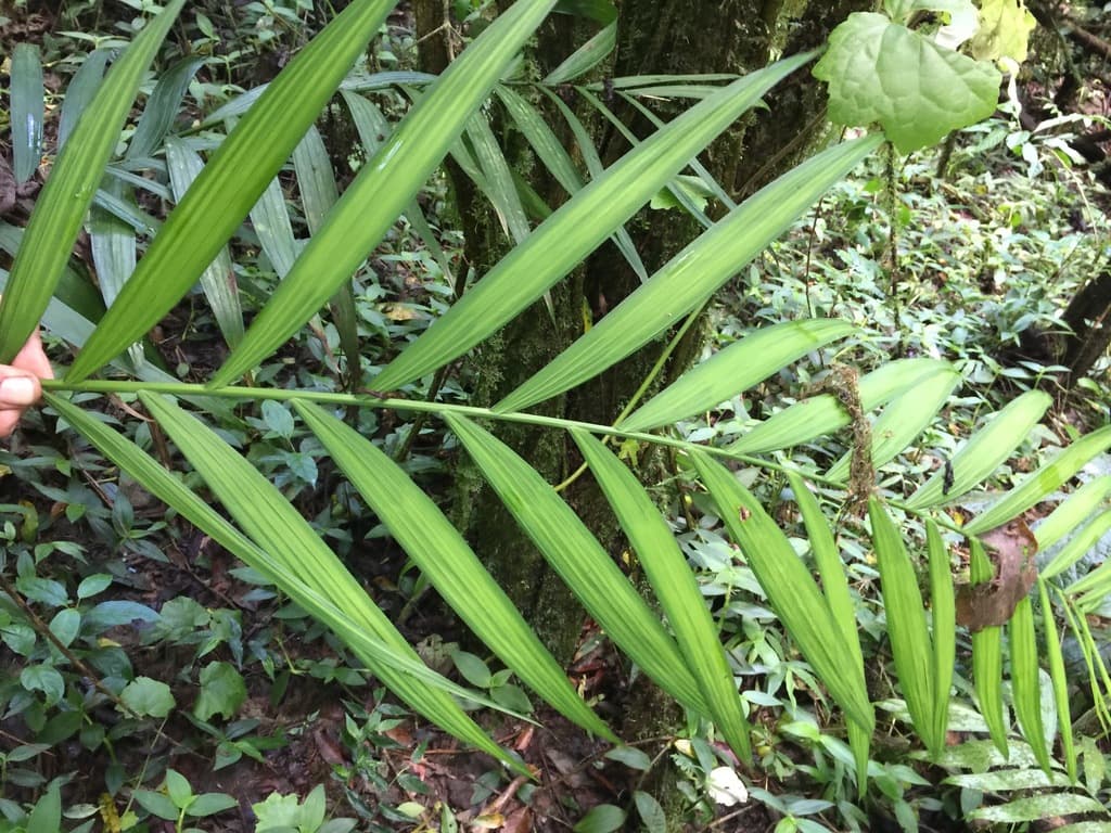 Botanical specimen of Chamaedorea Woodsoniana.