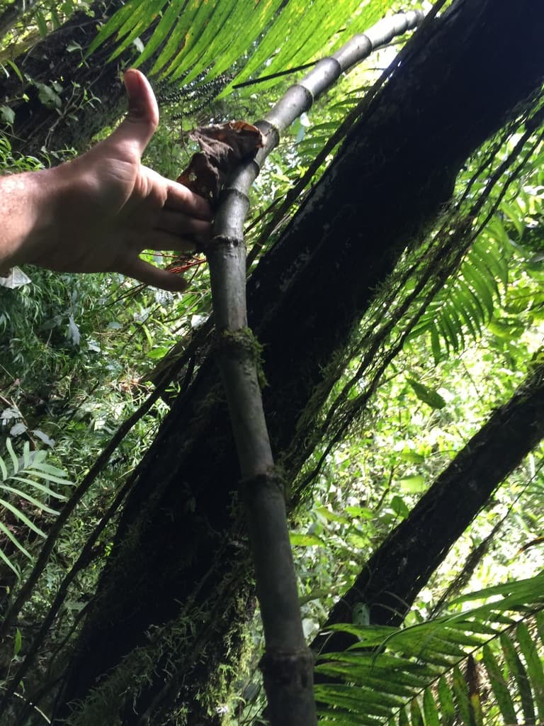 Botanical specimen of Chamaedorea Woodsoniana.