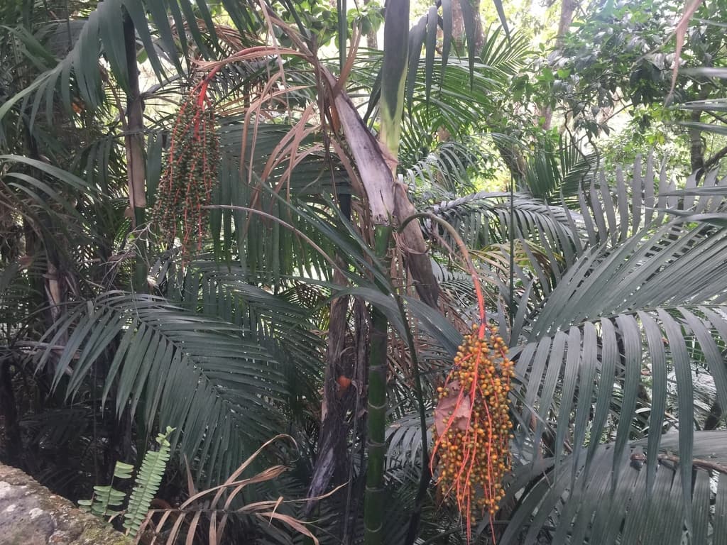Botanical specimen of Chamaedorea Woodsoniana.