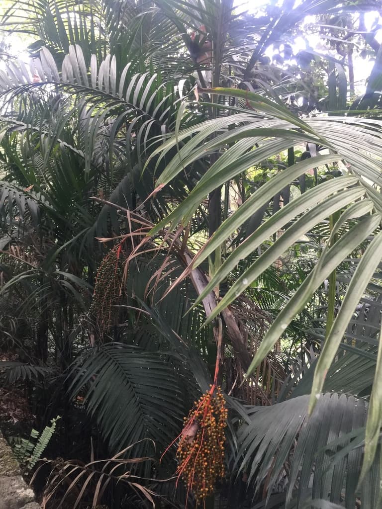 Botanical specimen of Chamaedorea Woodsoniana.