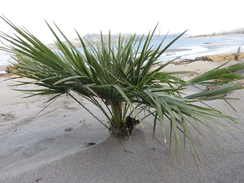 Botanical specimen of Chamaerops Humilis.