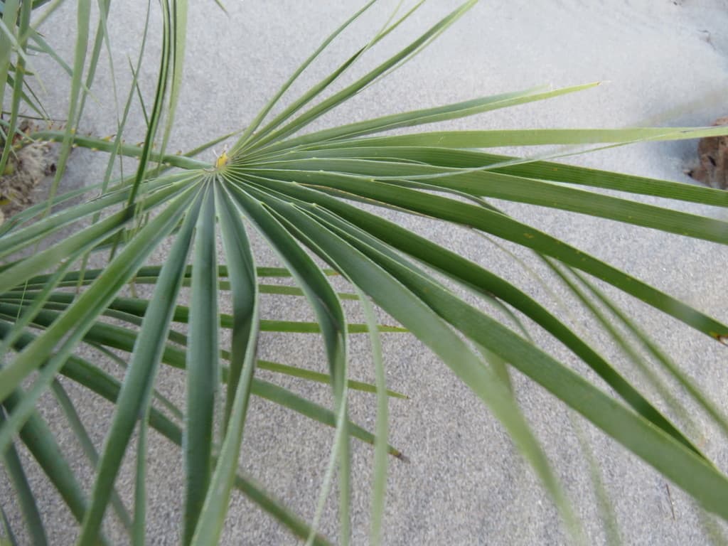 Botanical specimen of Chamaerops Humilis.