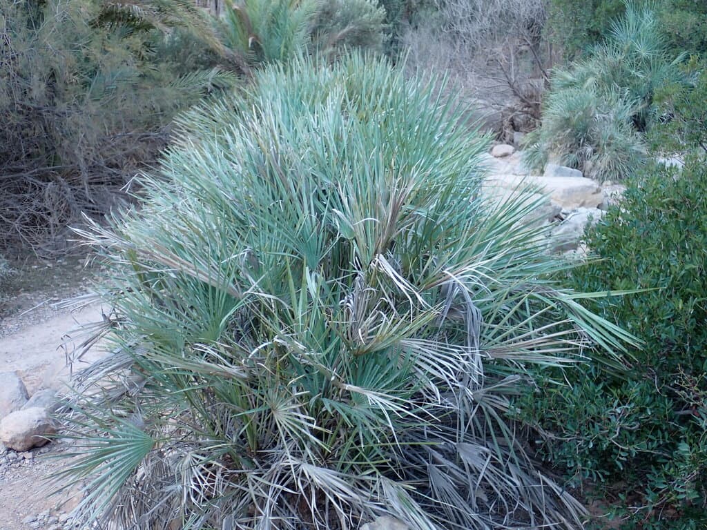 Botanical specimen of Chamaerops Humilis.
