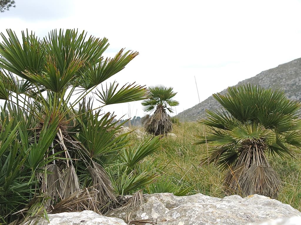 Botanical specimen of Chamaerops Humilis.