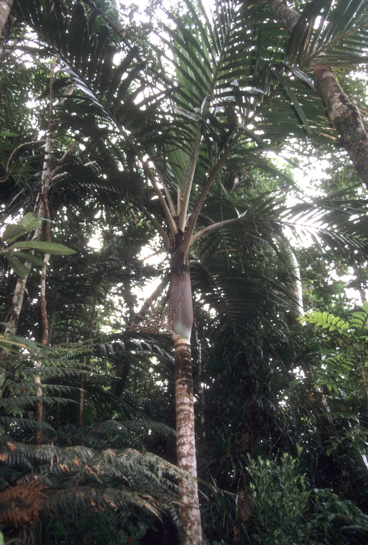 Botanical specimen of Chambeyronia Lepidota.