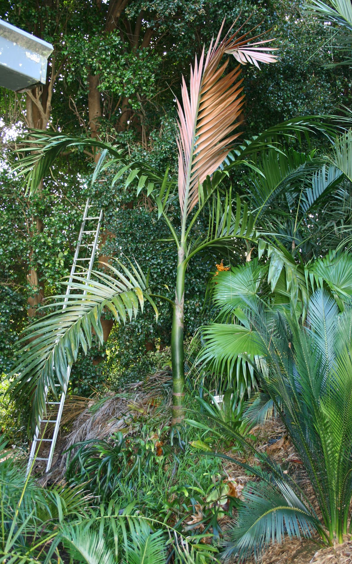 Botanical specimen of Chambeyronia Macrocarpa.