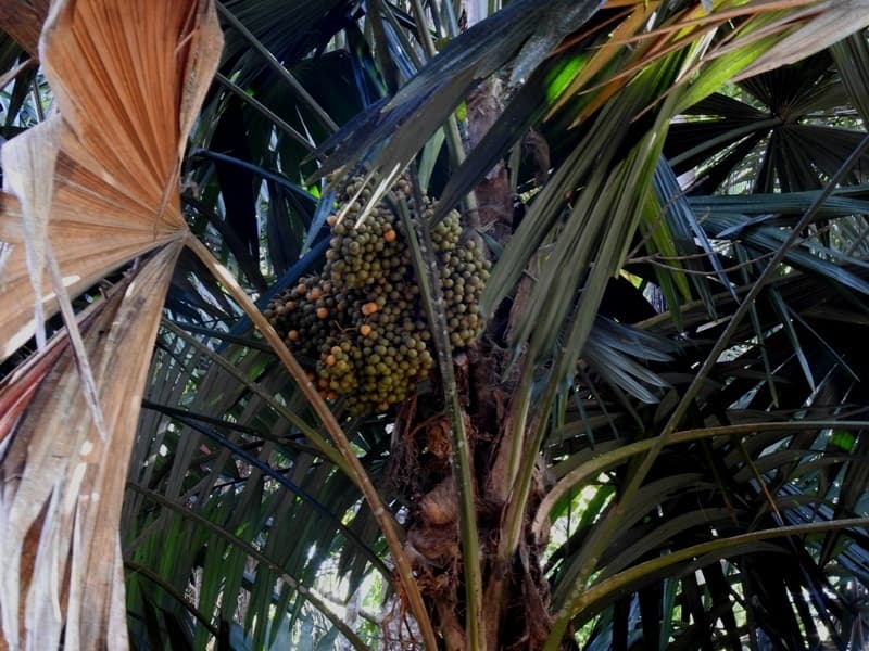 Botanical specimen of Chelyocarpus Chuco.