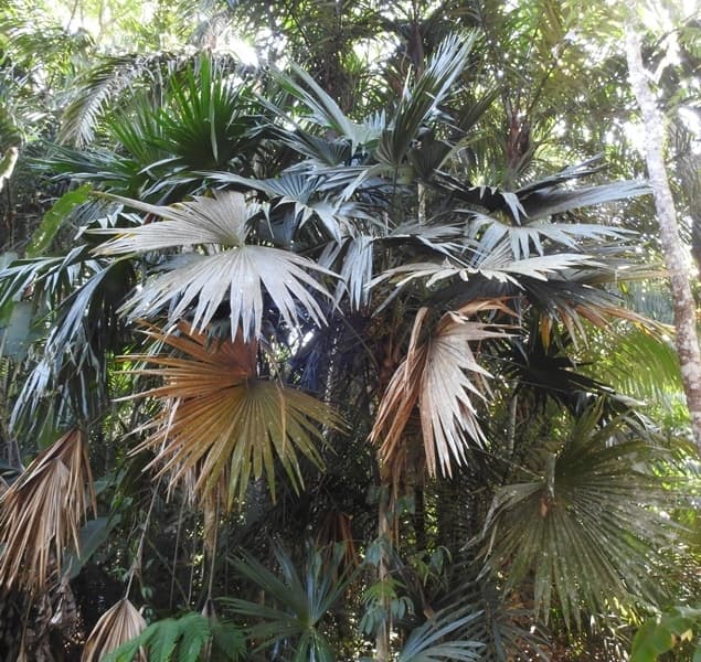 Botanical specimen of Chelyocarpus Chuco.