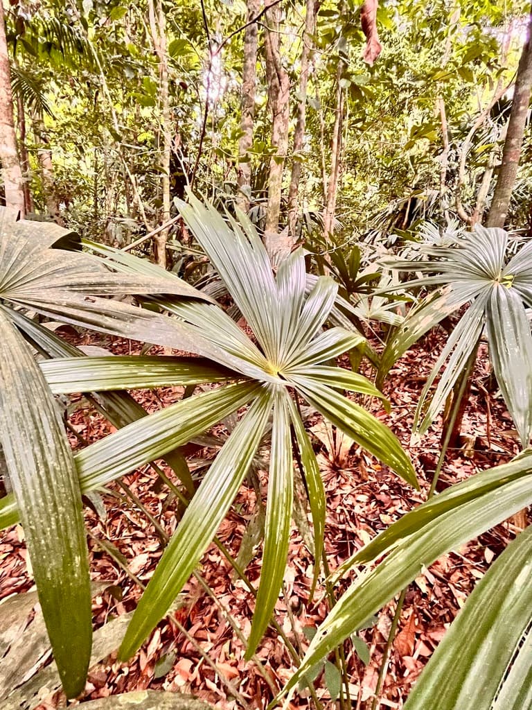 Botanical specimen of Chelyocarpus Chuco.