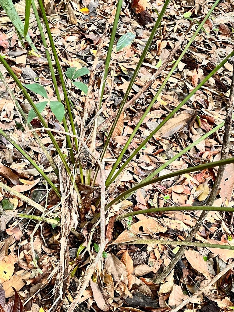 Botanical specimen of Chelyocarpus Chuco.