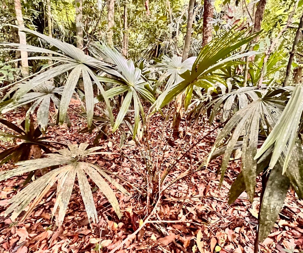 Botanical specimen of Chelyocarpus Chuco.