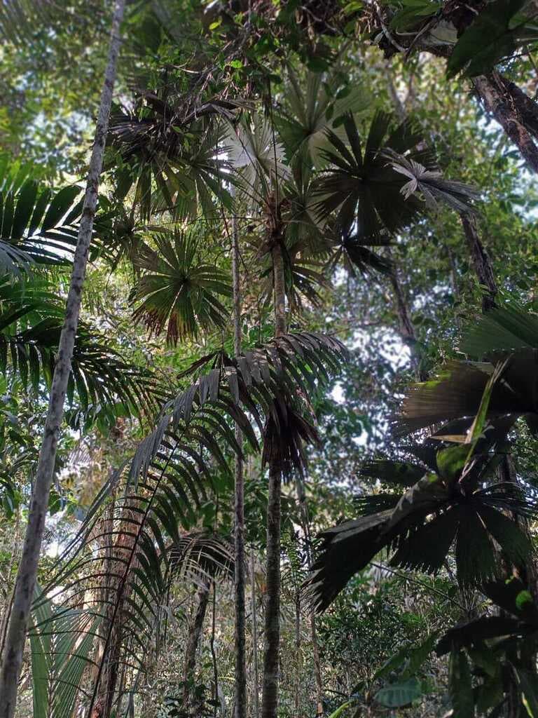 Botanical specimen of Chelyocarpus Dianeurus.