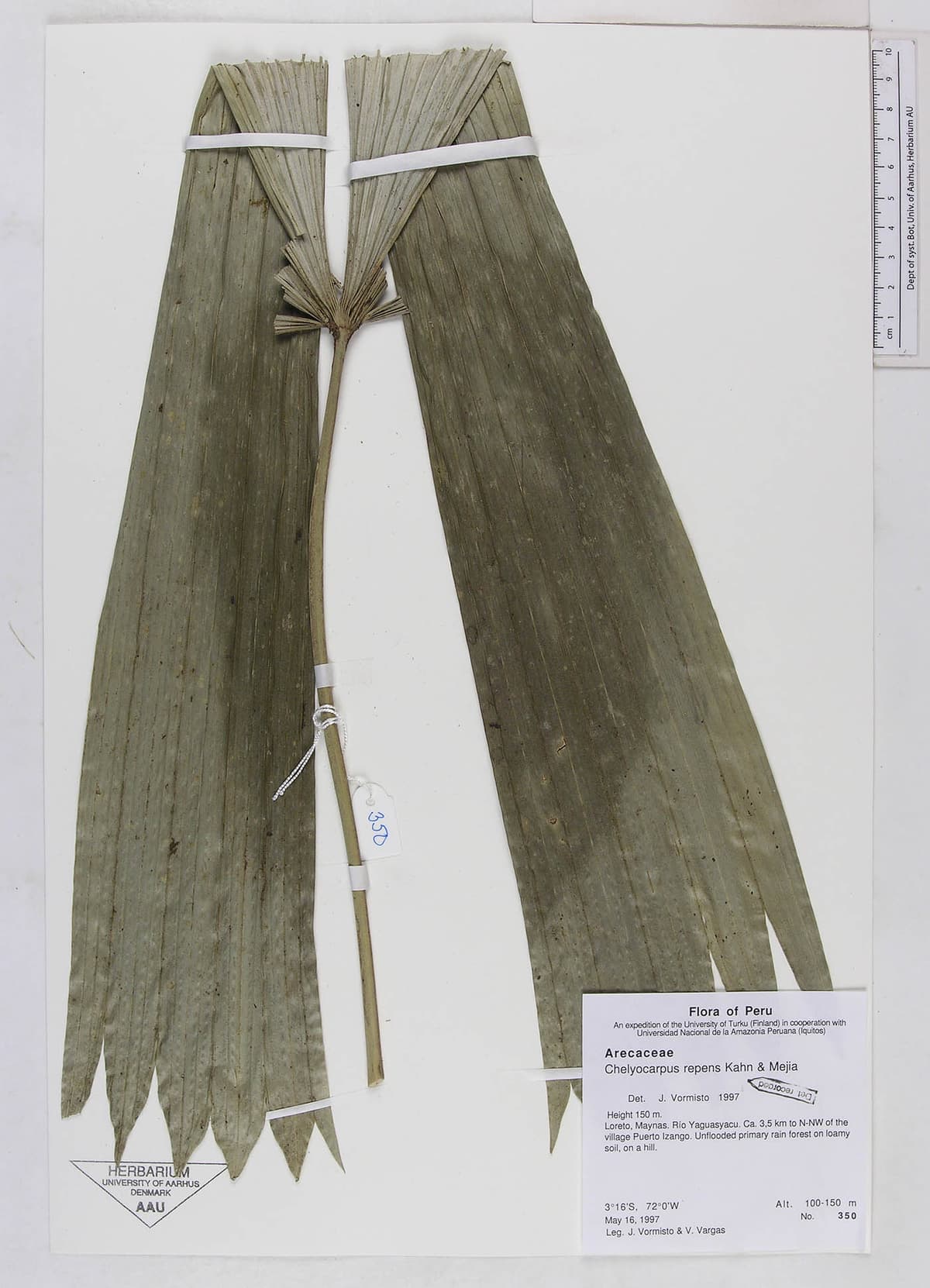 Botanical specimen of Chelyocarpus Repens.