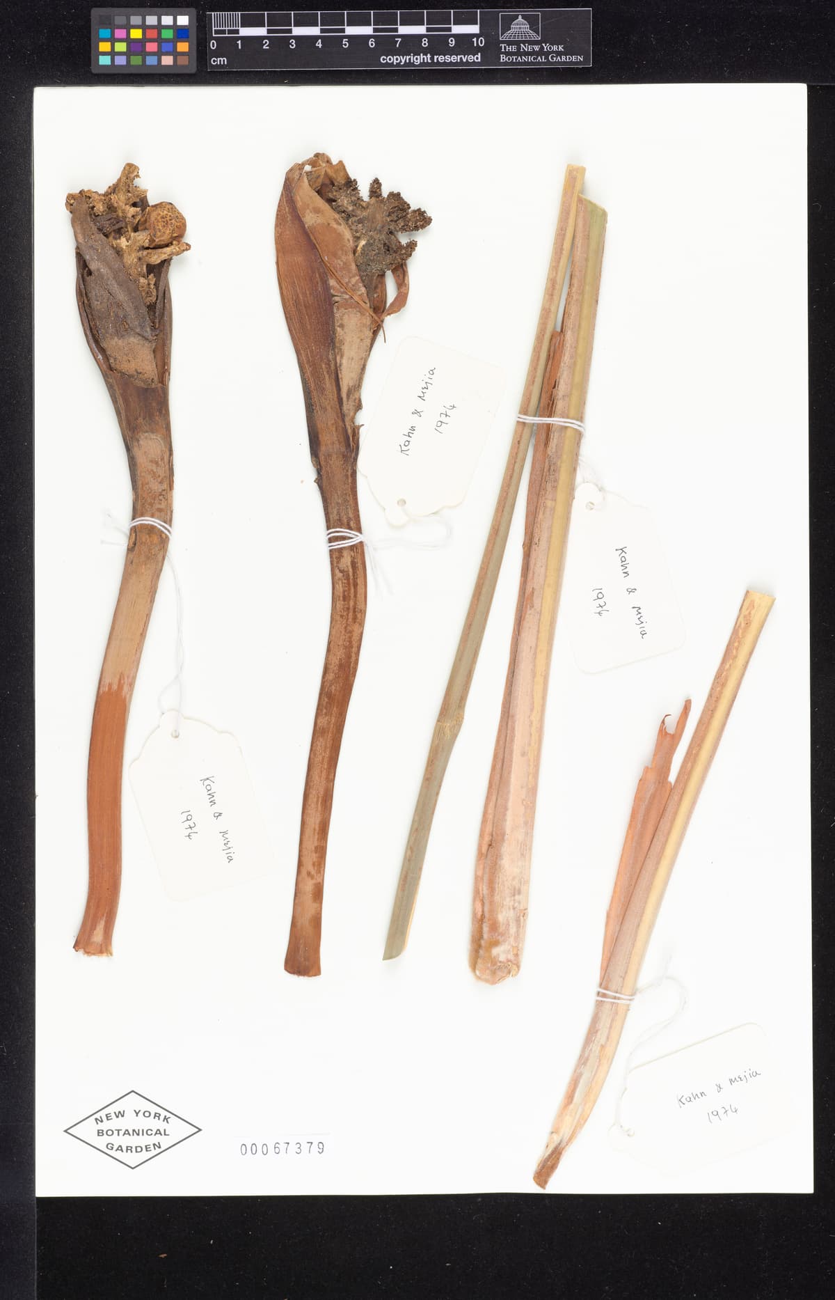 Botanical specimen of Chelyocarpus Repens.