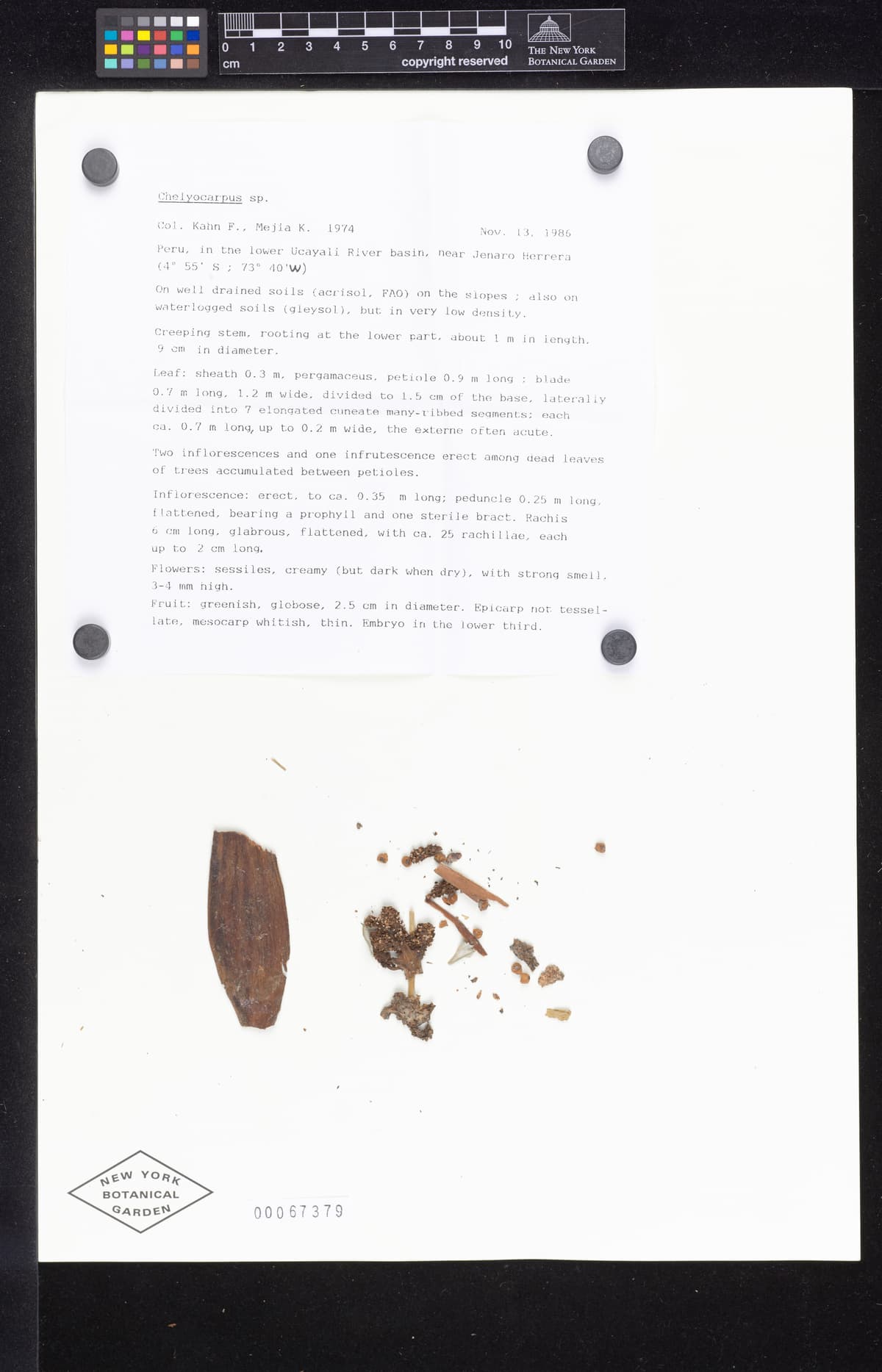 Botanical specimen of Chelyocarpus Repens.