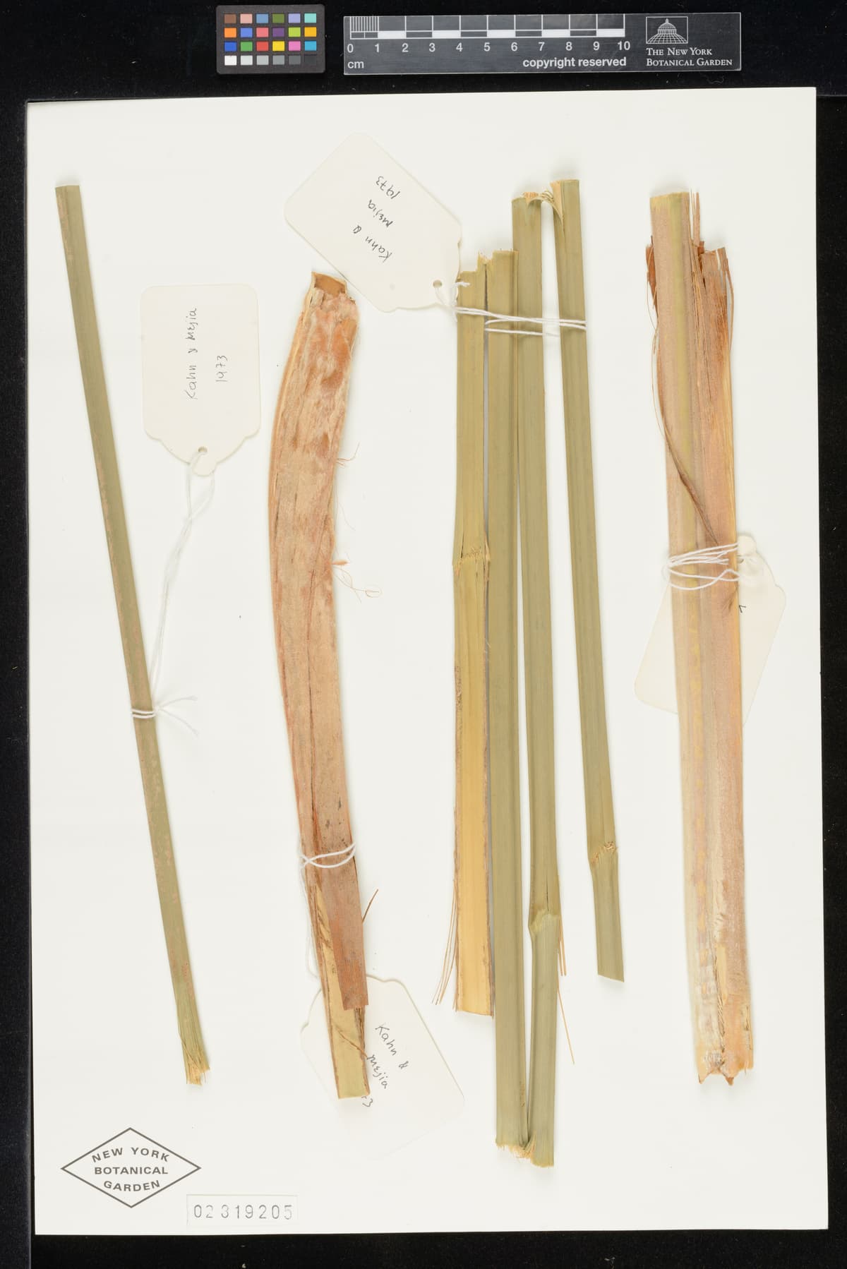 Botanical specimen of Chelyocarpus Repens.