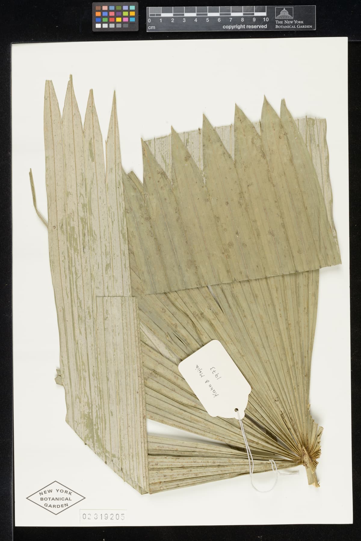 Botanical specimen of Chelyocarpus Repens.