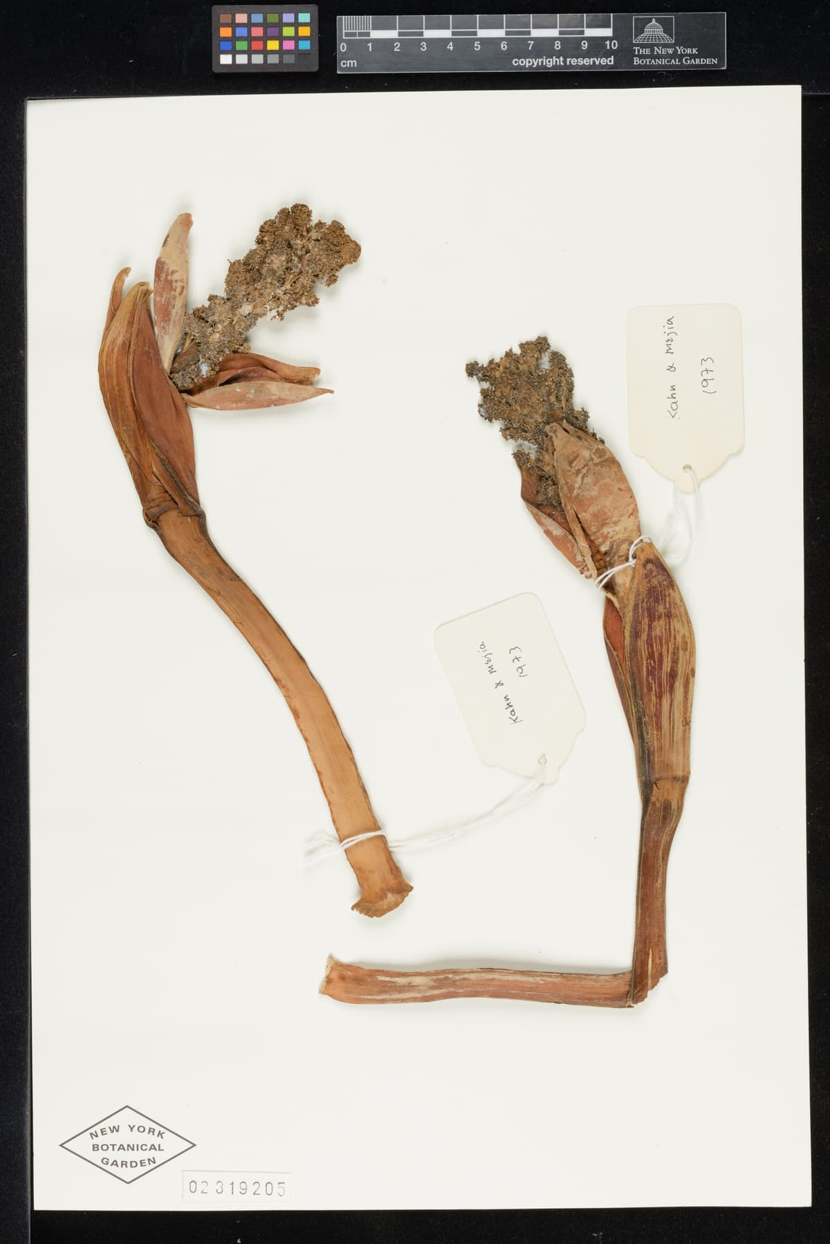 Botanical specimen of Chelyocarpus Repens.